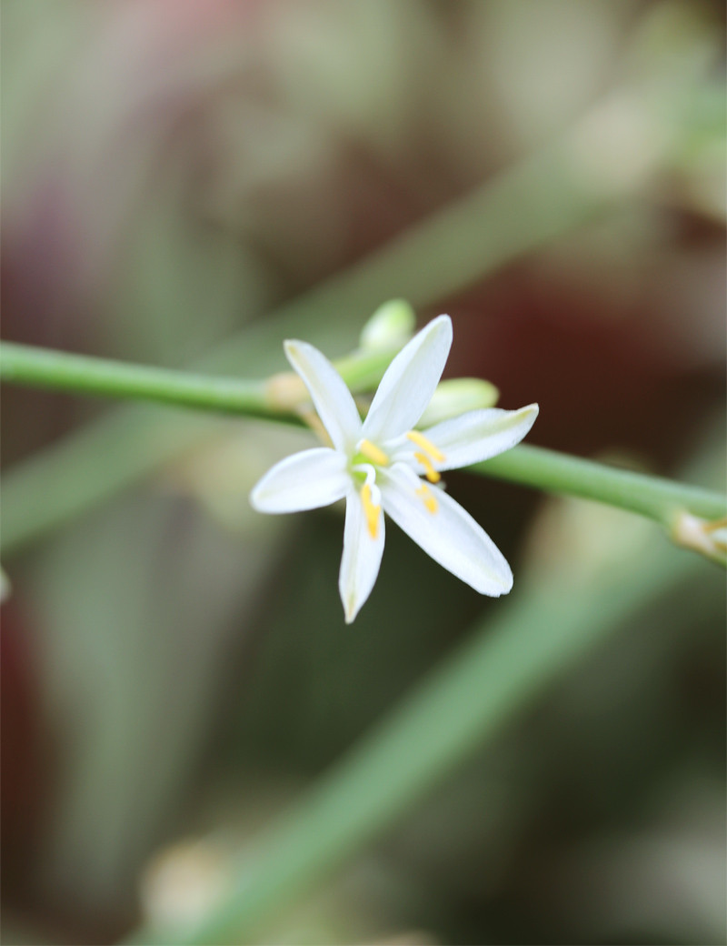 Chlorophytum Pacific Plante Pour Terrarium