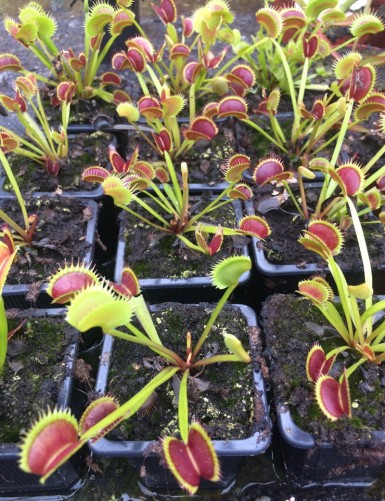 Dionaea muscipula Dracula is a carnivorous plant