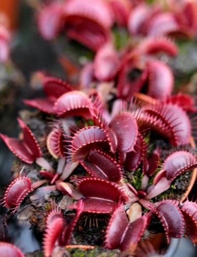 Dionaea muscipula 'Pink Venus' Carnivorous plant