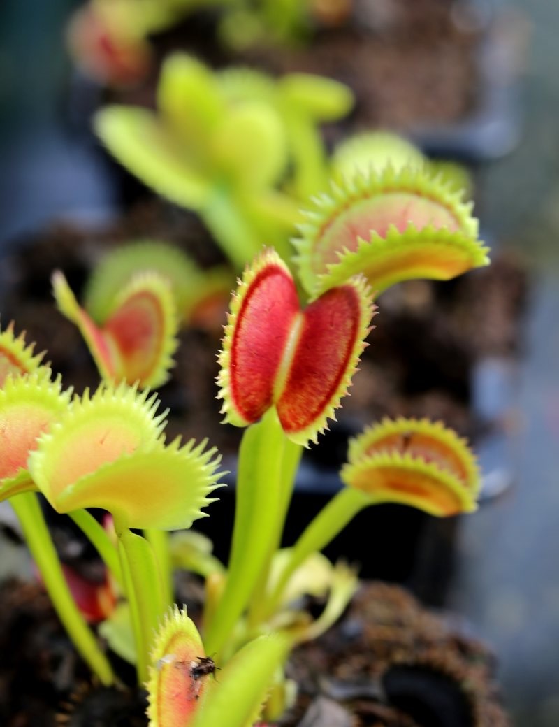 Plante carnivore Dionaea muscipula 'UK Sawtooth II
