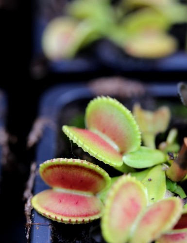 Dionaea muscipula 'Coquillage' Carnivorous plant