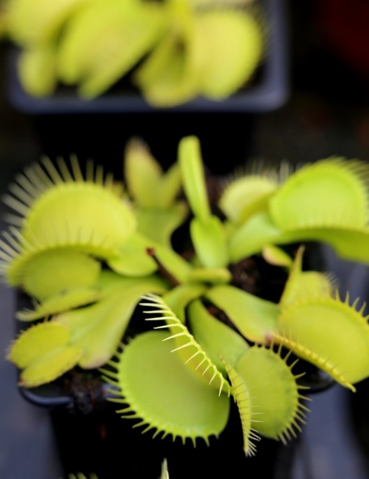 Dionaea muscipula Olive green Plante carnivore