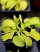 Dionaea muscipula Olive green Plante carnivore