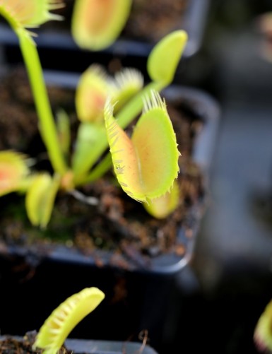 Dionaea muscipula 'Louchapates' Carnivorous plant