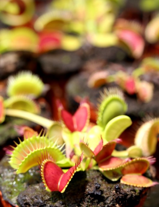 Plante carnivore Dionaea muscipula - Attrape-mouche de Vénus - Dionée
