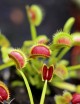 Dionaea muscipula Dracula is a carnivorous plant