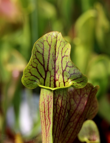 Carnivorous plant Sarracenia alata x (catesbaei)