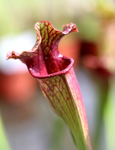 Carnivorous plant Sarracenia x 'Evendine'