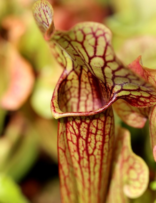 Carnivorous Plants Sarracenia x 'Paradisia Green Form'