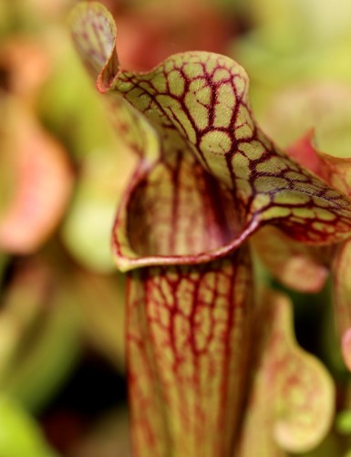 Carnivorous Plants Sarracenia x 'Paradisia Green Form'