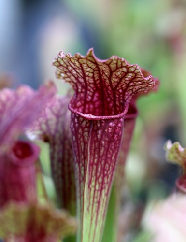 Carnivorous plant Sarracenia hybrid EVA