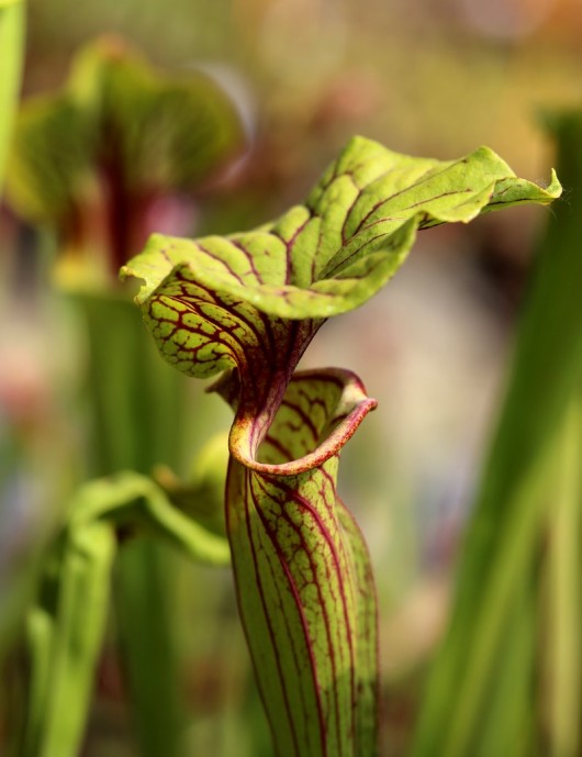 Carnivorous plants Sarracenia flava ornata x superornata