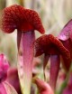 Carnivorous plant Sarracenia x swaniana