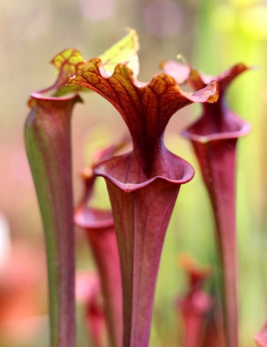 Carnivorous plants Sarracenia flava var. atropurpurea