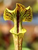 Carnivorous plants Sarracenia flava ornata x superornata