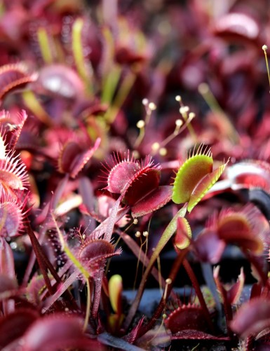 Dionaea muscipula 'Akai ryu' Carnivorous plant