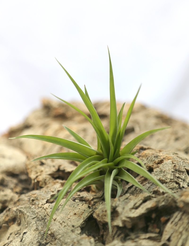 Tillandsia brachycaulos var. abdida - 8 to 12cm girl of the air