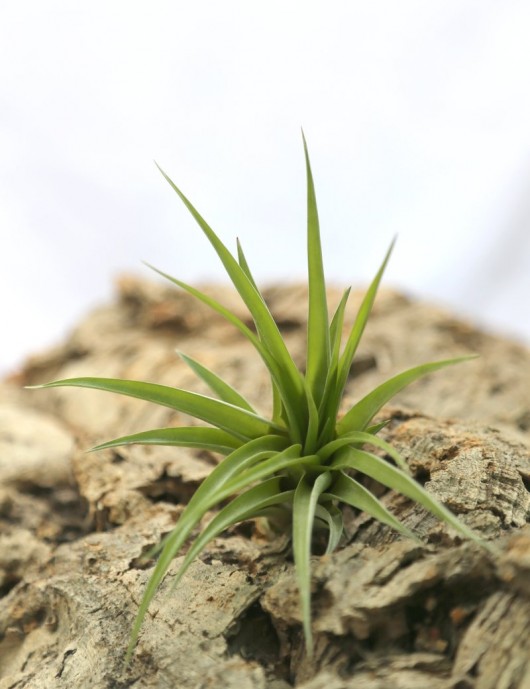 Tillandsia brachycaulos var. abdida - 8 to 12cm girl of the air