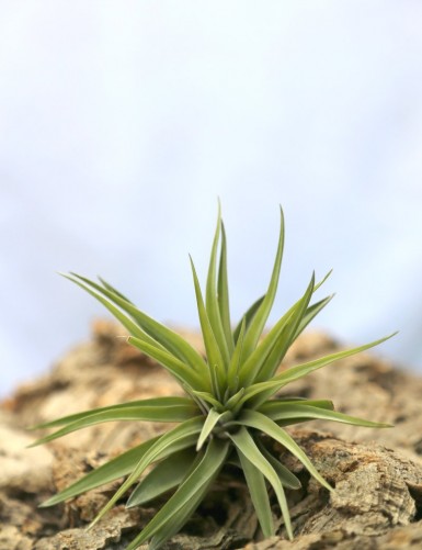 Tillandsia velutina - 10 to 12 cm air plant