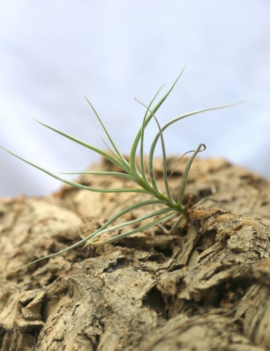 Tillandsia caliginosa - 10 to 15 cm air plant