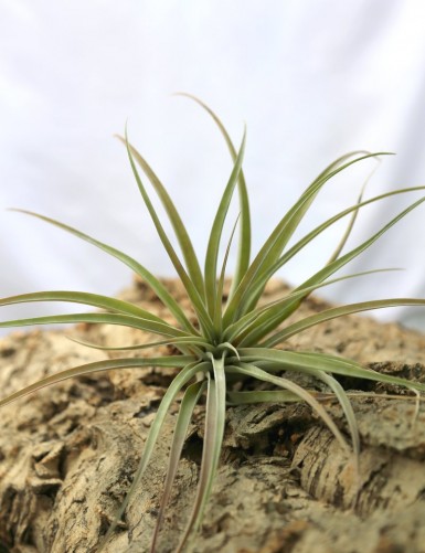 Tillandsia capitata 'Peach' - 15 to 20 cm daughter of the air