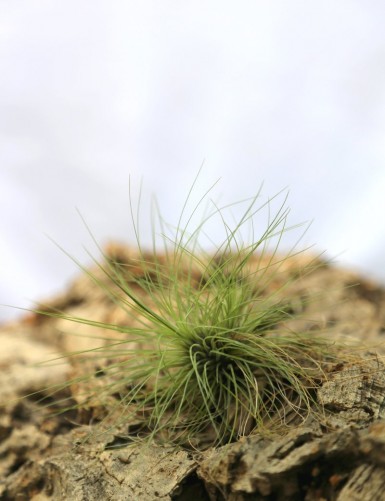 Tillandsia filifolia - 10 to 12 cm air plant