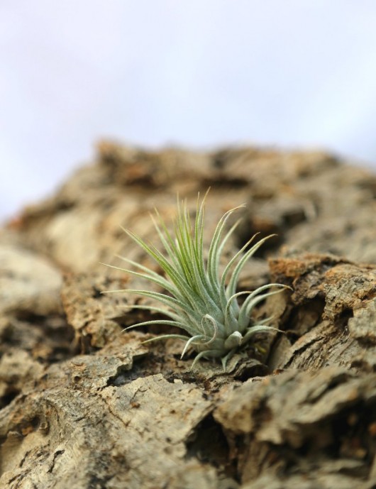 Tillandsia ionantha var. ionantha - 4 to 6 cm air plant