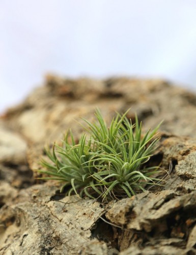 Tillandsia ionantha 'Mexico' - 7 to 9 cm air plant