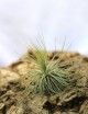 Tillandsia magnusiana - 6 to 10 cm air plant