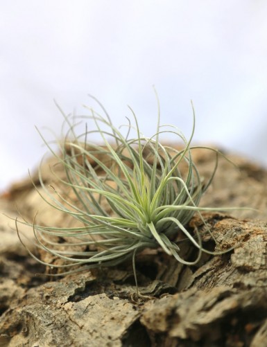 Tillandsia Juncifolia de DIXIE STORE, vraie plante aérienne sans racines  environ de 12 cm de hauteur, non-toxic pour chats et chiens