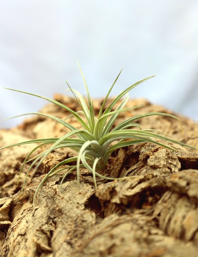 Tillandsia pohliana - 12 to 18 cm air plant