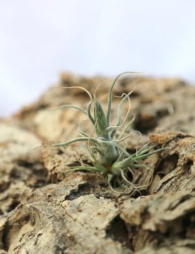 Tillandsia pruinosa - 8 à 10 cm fille de l'air