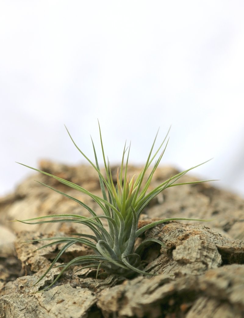 Tillandsia scaposa - 6 to 8 cm air plant