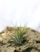 Tillandsia scaposa - 6 to 8 cm air plant