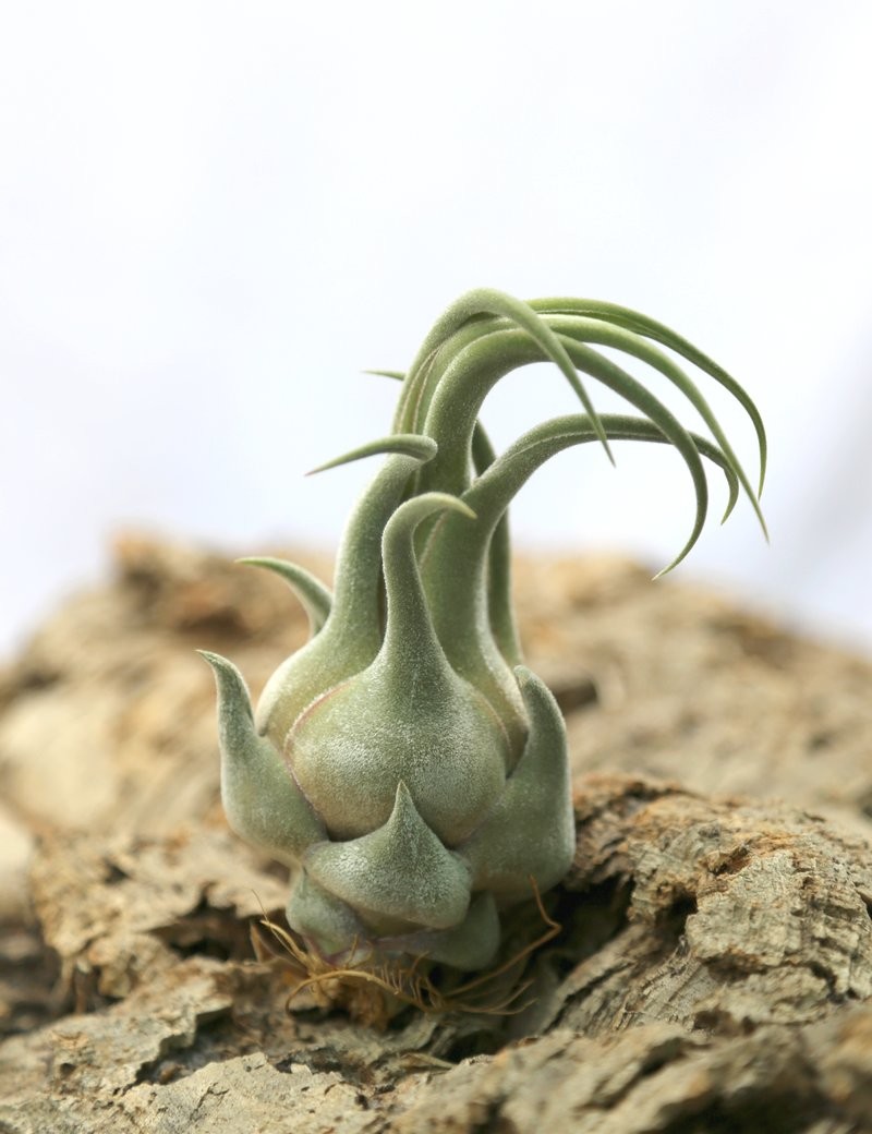 Tillandsia seleriana - 15 to 20 cm daughter of the air