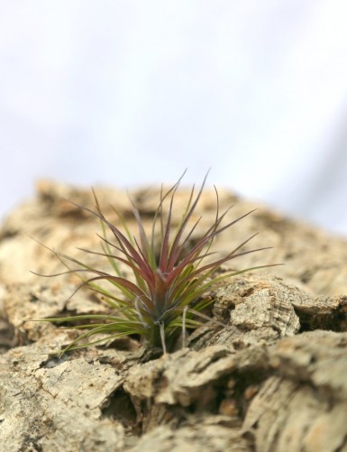 Tillandsia tenuifolia - 8 à 10 cm fille de l'air