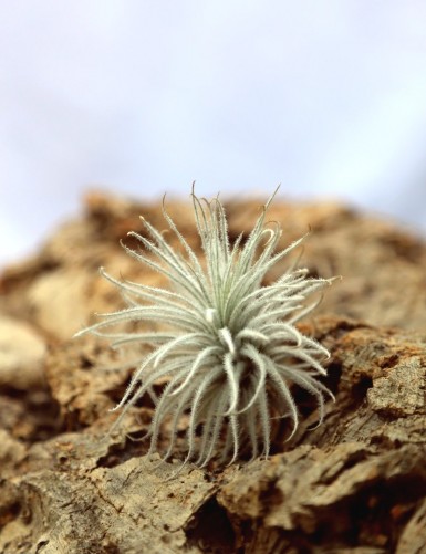 Tillandsia tectorum - 5 à 7 cm fille de l'air