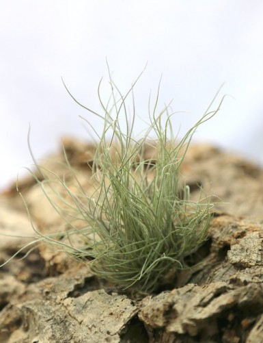 Tillandsia mallemontii - 10 to 14 cm air plant