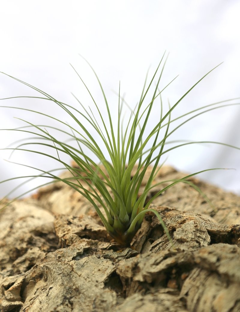 Tillandsia punctulata - 15 to 20 cm air plant