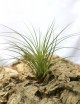 Tillandsia punctulata - 15 to 20 cm air plant