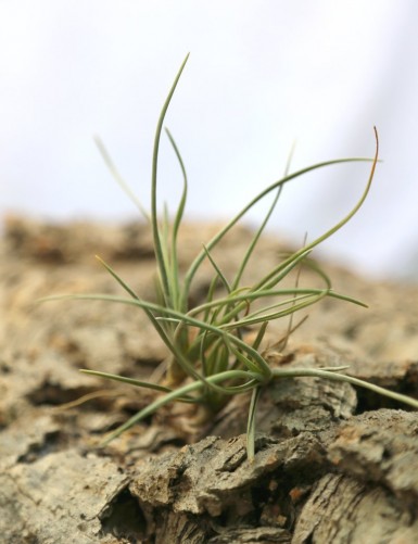 Tillandsia albertiana - 8 à 10 cm fille de l'air