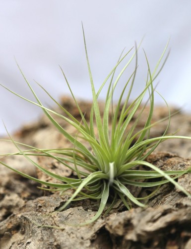 Tillandsia stricta - 8 to 12 cm air plant