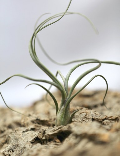 Tillandsia baileyi - 20 to 25 cm air plant