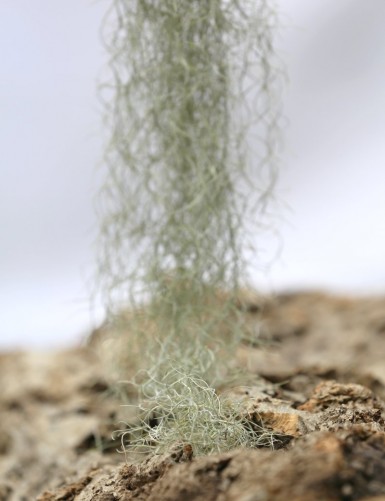 Tillandsia usneoides 'green form' - 50 to 60 cm air plant