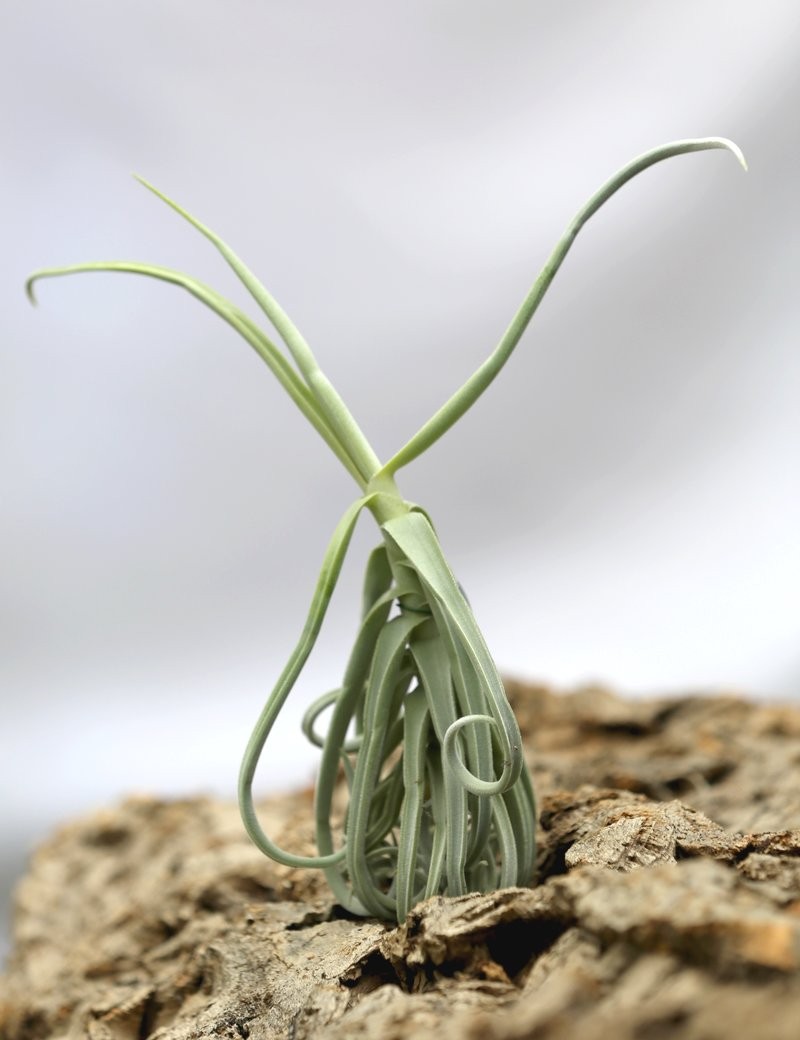 Tillandsia duratii - 25 to 30 cm air plant