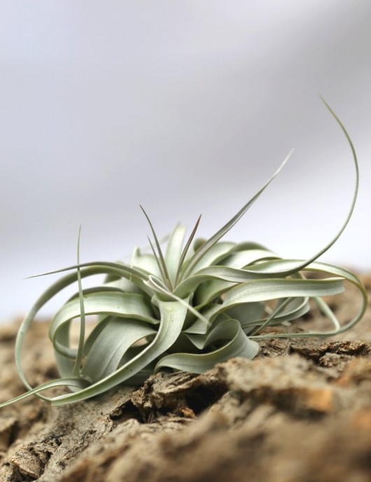 Tillandsia xerographica - 15 to 20 cm air plant