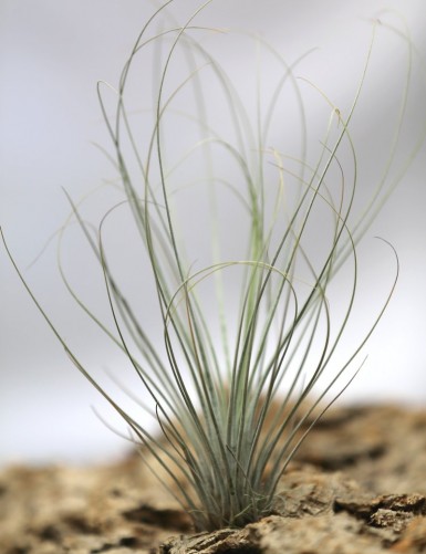 Tillandsia juncea - 20 to 25 cm air plant