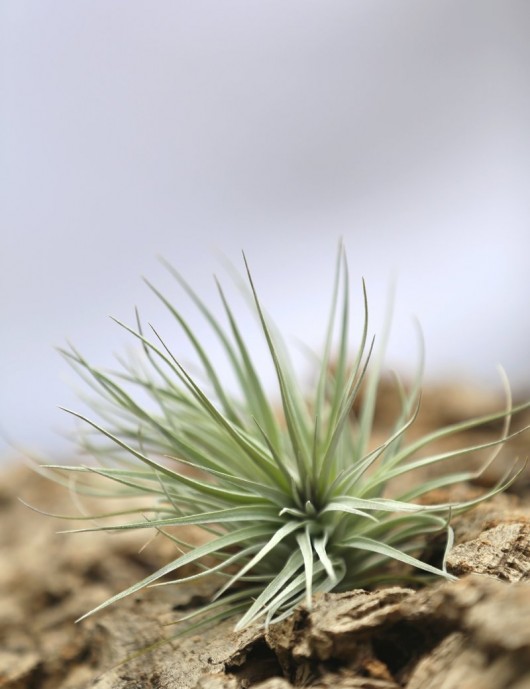 Tillandsia Houston - 8 to 12 cm air plant