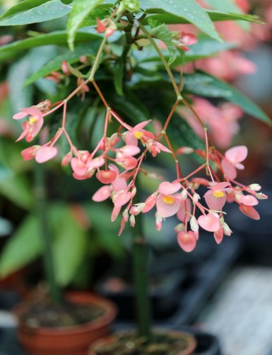 Terrarium plants Begonia tamaya (spotted)