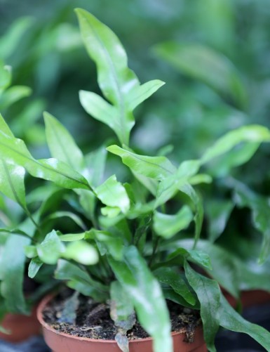 Plant terrariums of phymatosorus (microsorum) diversifolium